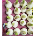 Wholesale New Crop Fresh Garlic price